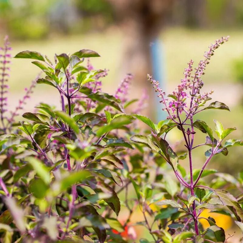 What is Holy Basil?